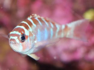 Chalk Basslet