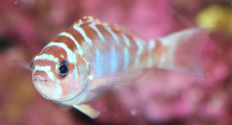 Chalk Basslet