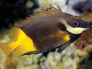 Siganus uspi