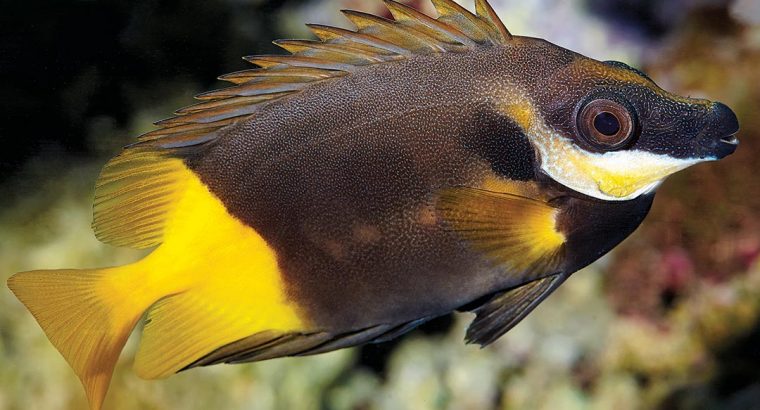 Siganus uspi