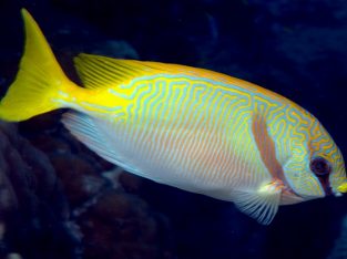 Scribbled Rabbitfish