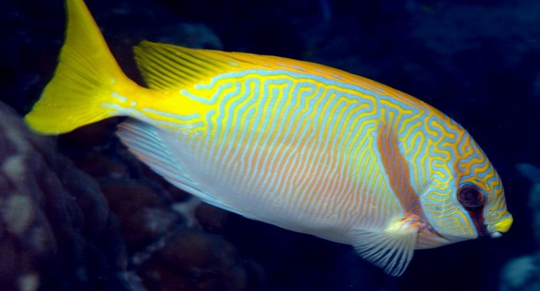 Scribbled Rabbitfish