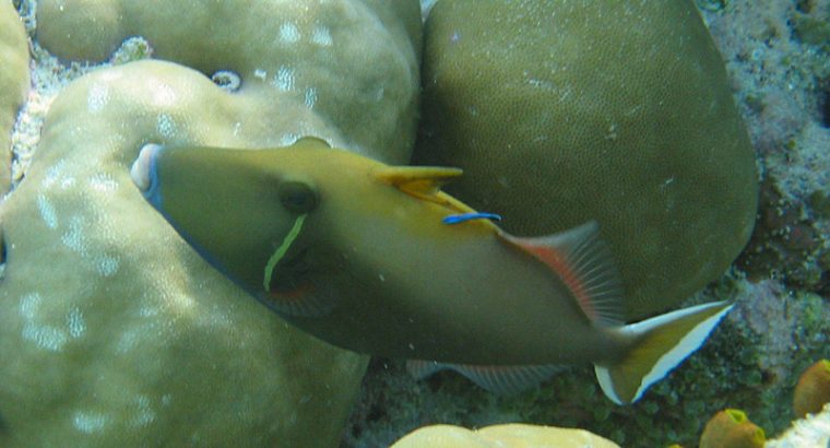 White Tip Trigger