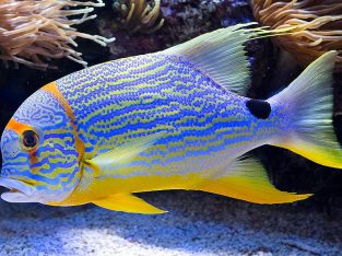 Hifin Snapper