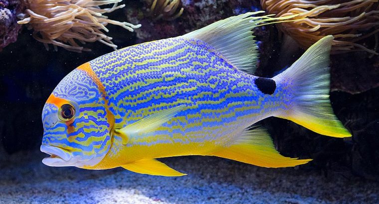 Hifin Snapper
