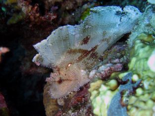 Leaf Fish Scorpion
