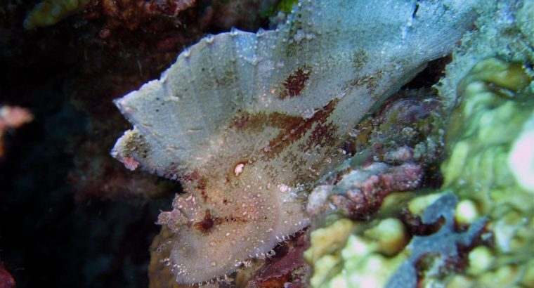Leaf Fish Scorpion