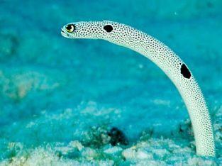 Garden Eel