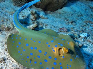 Blue Dot Stingray
