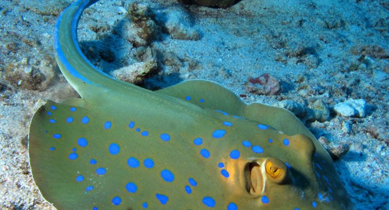 Blue Dot Stingray