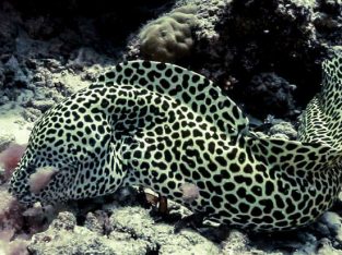 Tessalata Eel