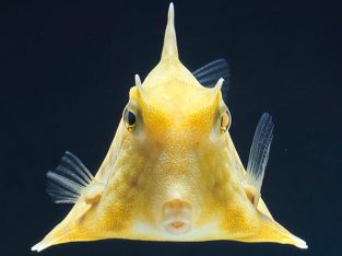 Camel Cowfish