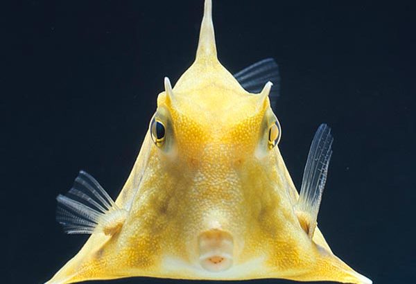 Camel Cowfish