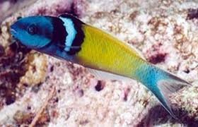 Bluehead Wrasse