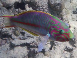 Klunzinger’s Wrasse