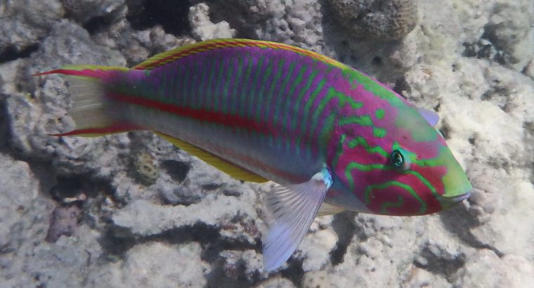 Klunzinger’s Wrasse
