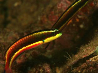 Mexican Rainbow/Rock Wrasse