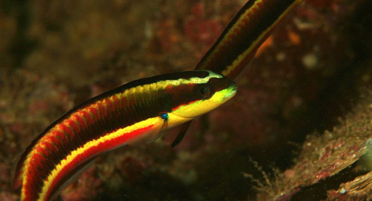 Mexican Rainbow/Rock Wrasse