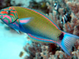 Lunare Wrasse