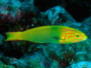 Sunset Wrasse