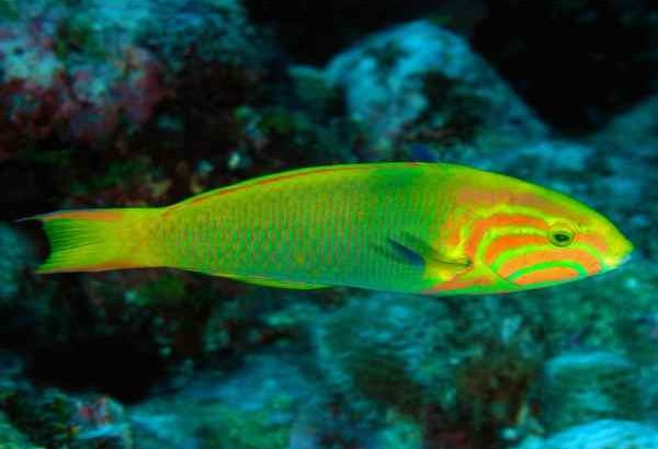 Sunset Wrasse