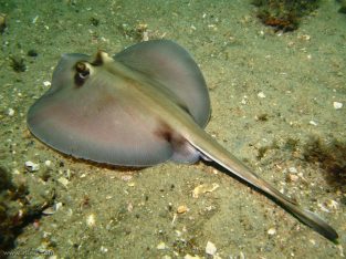 California Spotted Stingray