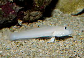 Ladder Glider (Sleeper, Blue Dot Goby)