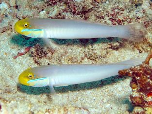 Golden Head Sleeper / Sleeper Gold Head Goby