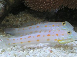Orange Diamond Goby