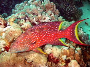 Lyretail Grouper