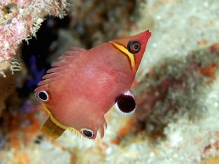 Possum Wrasse