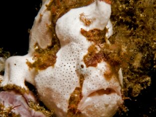 Wartskin Frogfish / Angler