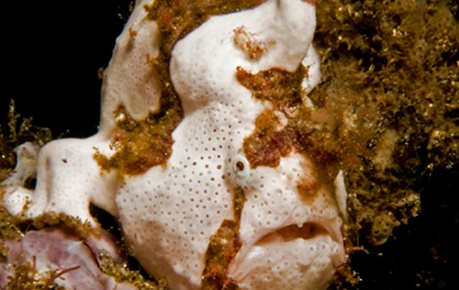 Wartskin Frogfish / Angler