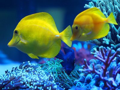 Starting your first marine tank. Overview to plan your equipment and budget (Part 2)