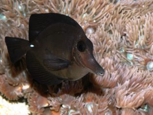 Black Longnose Tang