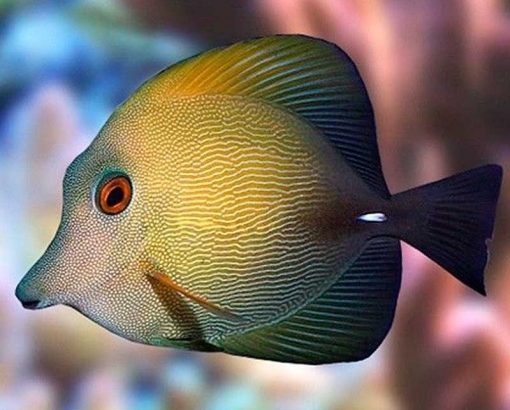 Brown Scopas Tang