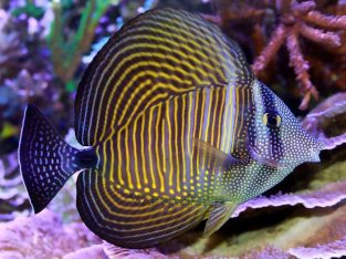 Sailfin Desjardni Tang
