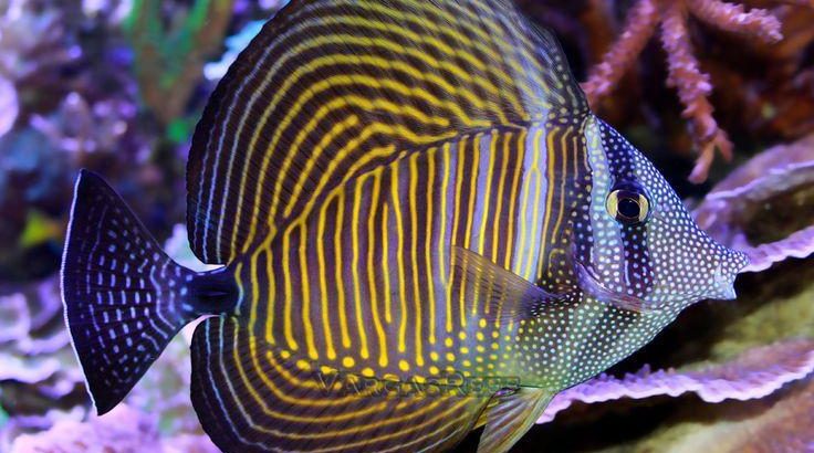 Sailfin Desjardni Tang