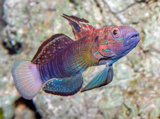 Banded Goby
