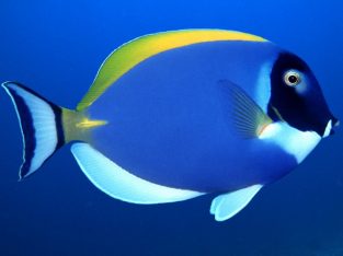 Powder Blue Tang