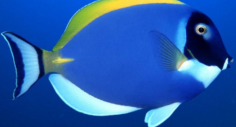 Powder Blue Tang