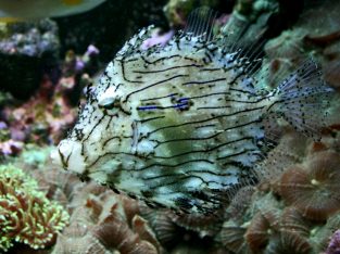 Tassle Filefish (Prickly Leatherjacket)