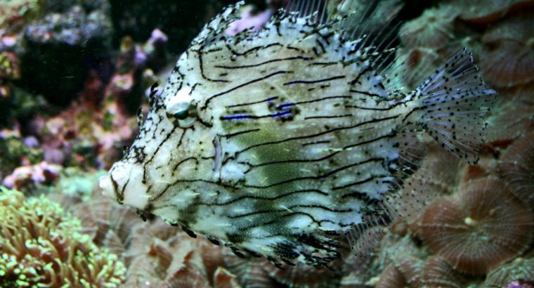Tassle Filefish (Prickly Leatherjacket)