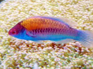 Blue Head Fairy Wrasse