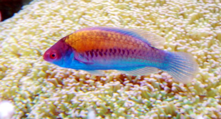 Blue Head Fairy Wrasse