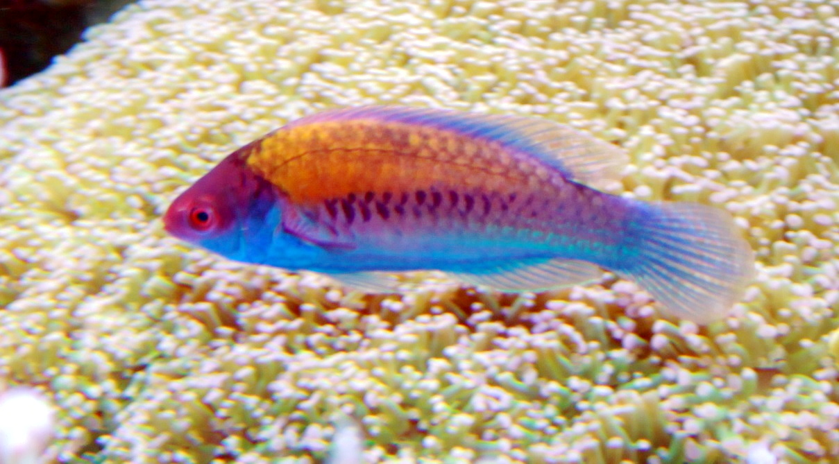 Blue Head Fairy Wrasse Singapore Reef Club Marine Reef saltwater