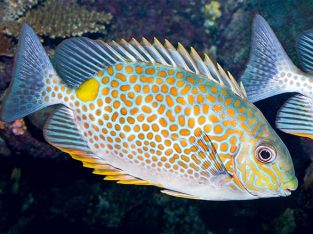 Orange Spotted Rabbitfish