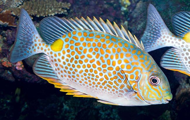 Orange Spotted Rabbitfish