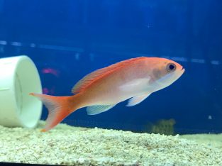 Tricolor Anthias Male Anthias