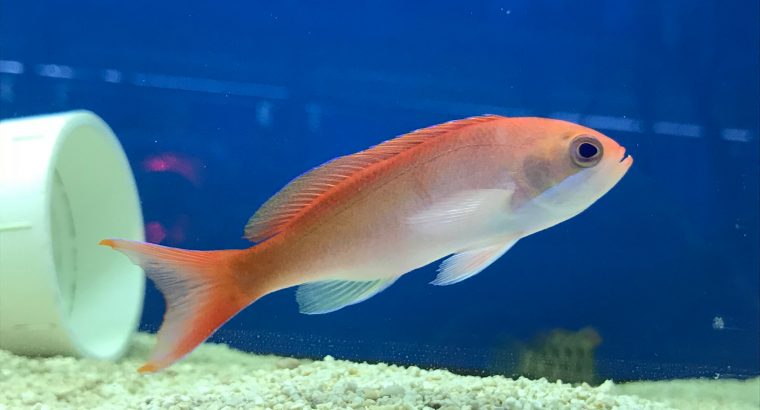 Tricolor Anthias Male Anthias